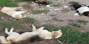 26 σκυλιά βρήκαν φρικτό θάνατο από πολύ ισχυρό δηλητήριο σε Σκλήθρο, τον Αετό και το Νυμφαίο Φλώρινας