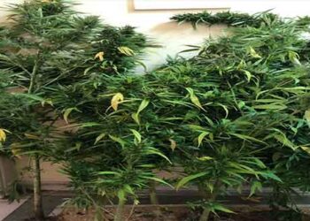 ΚΑΣΤΟΡΙΑ: Συνελήφθη 44χρονος για καλλιέργεια 8 δενδρυλλίων κάνναβης   