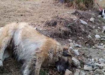 Μαζικά κρούσματα φόλας: Τουλάχιστον 50 σκυλιά νεκρά στην περιοχή Αμύνταιου – Φλώρινας