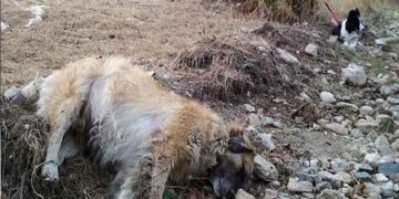 Μαζικά κρούσματα φόλας: Τουλάχιστον 50 σκυλιά νεκρά στην περιοχή Αμύνταιου – Φλώρινας