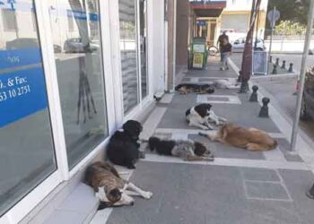 Αδειοδότηση κυνοκομείου, περισυλλογή αδέσποτων, εμβολιασμός & ταΐστρες στο σχεδιασμό του Δήμου-1500 αδέσποτα αυτή τη στιγμή στην Εορδαία