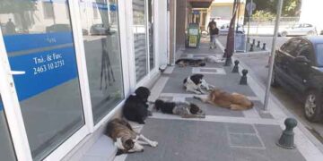 Αδειοδότηση κυνοκομείου, περισυλλογή αδέσποτων, εμβολιασμός & ταΐστρες στο σχεδιασμό του Δήμου-1500 αδέσποτα αυτή τη στιγμή στην Εορδαία