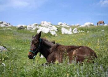 Γρεβενά: Σκότωσαν άλογο που είχε γεννήσει