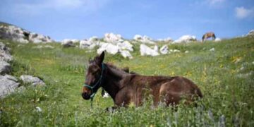 Γρεβενά: Σκότωσαν άλογο που είχε γεννήσει
