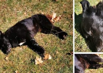 Καταγγελία αναγνώστη: “Ασυνείδητοι ρίχνουν “φόλες” στο Ανατολικό (φωτο)