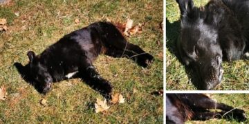 Καταγγελία αναγνώστη: “Ασυνείδητοι ρίχνουν “φόλες” στο Ανατολικό (φωτο)