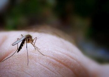 Ιός του Δυτικού Νείλου: Στους 20 οι θάνατοι από την αρχή του χρόνου – Κρούσμα και στην Π.Ε. Κοζάνης