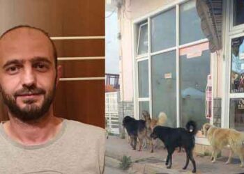 Κινητικότητα για το θέμα των αδέσποτων  – Από τα Παραπολιτικά του Παλμού της Τετάρτης 18 Σεπτεμβρίου