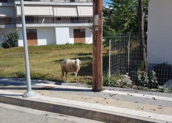 Πτολεμαΐδα: Απίστευτο! Πρόβατο δεμένο για ώρες σε κολώνα φωτισμού!