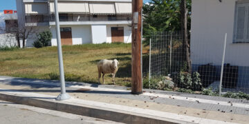 Πτολεμαΐδα: Απίστευτο! Πρόβατο δεμένο για ώρες σε κολώνα φωτισμού!