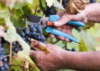 Δηλώσεις συγκομιδής σταφυλιών για το έτος 2019