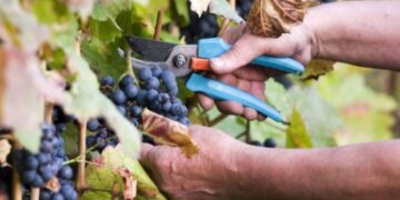 Δηλώσεις συγκομιδής σταφυλιών για το έτος 2019