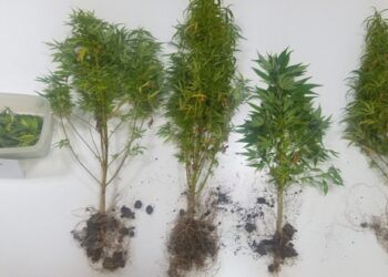 Σύλληψη 32χρονου σε περιοχή της Κοζάνης για καλλιέργεια δενδρυλλίων κάνναβης