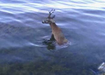 Ασυνείδητοι πυροβόλησαν και σκότωσαν ζαρκάδι στη Μεγάλη Πρέσπα