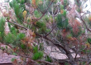 Ενημέρωση για τον επιβλαβή οργανισμό Fusarium circinatum & O’Donell