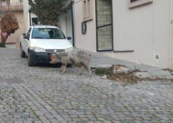 Κοζάνη: Aπίθανες εικόνες-Γουρούνι το έσκασε από κτήμα και έκοβε βόλτες στα στενά της “Σκ’ρκας”