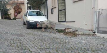 Κοζάνη: Aπίθανες εικόνες-Γουρούνι το έσκασε από κτήμα και έκοβε βόλτες στα στενά της “Σκ’ρκας”