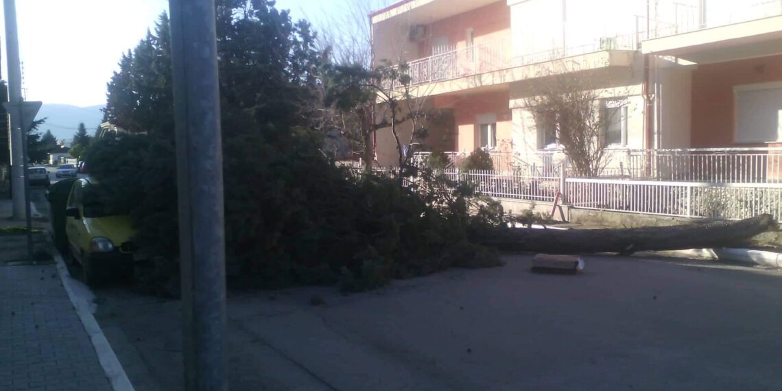 Πτώση επικίνδυνου δέντρου σήμερα στην Πτολεμαΐδα