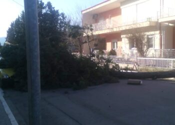 Πτώση επικίνδυνου δέντρου σήμερα στην Πτολεμαΐδα