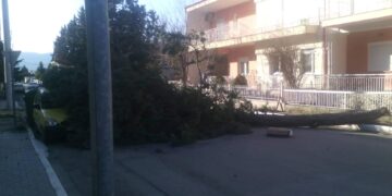 Πτώση επικίνδυνου δέντρου σήμερα στην Πτολεμαΐδα