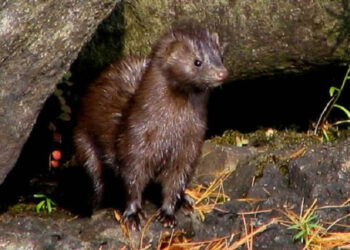 Εμφάνιση & παγίδευση μινγκ στο χώρο του 4ου Γυμνασίου Καστοριάς