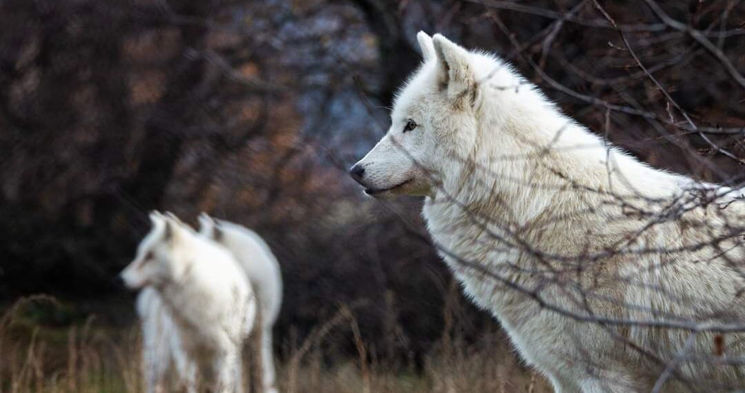 Θέλετε μία ασφαλή απόδραση στη φύση; Τα καταφύγια του ΑΡΚΤΟΥΡΟΥ σας περιμένουν