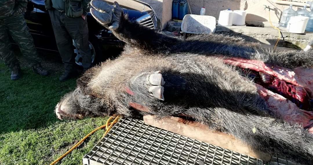 «Λήξη συναγερμού». Αρνητικό το αποτέλεσμα των εξετάσεων για Αφρικανική Πανώλη των Χοίρων στον νεκρό αγριόχοιρο στην Αυγή Κοζάνης