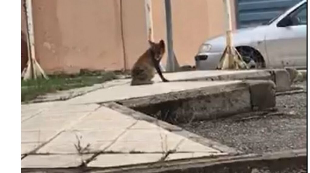 Μια διαφορετική επίσκεψη στο νοσοκομείο Γρεβενών