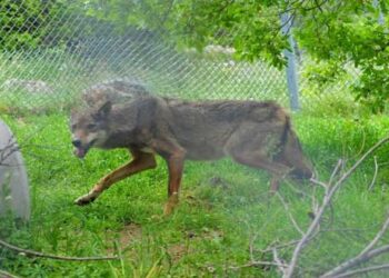 ΑΡΚΤΟΥΡΟΣ: Κατέληξε η λύκαινα που είχε βρεθεί καρφωμένη σε καγκελόπορτα