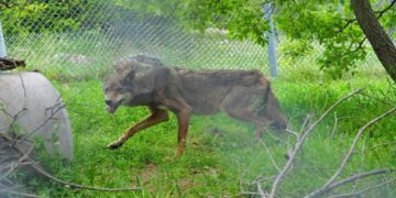 ΑΡΚΤΟΥΡΟΣ: Κατέληξε η λύκαινα που είχε βρεθεί καρφωμένη σε καγκελόπορτα