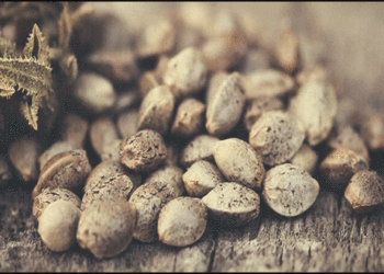 Η κάνναβη ως υπερτροφή