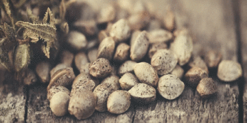 Η κάνναβη ως υπερτροφή