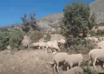 Καλημέρα  με μία ξεχωριστή εικόνα  και ” συνάντηση”  στο δρόμο  της  Φθινοπωρινής  Καστανιάς Βερμίου !