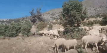 Καλημέρα  με μία ξεχωριστή εικόνα  και ” συνάντηση”  στο δρόμο  της  Φθινοπωρινής  Καστανιάς Βερμίου !