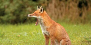 «Φθινοπωρινό Πρόγραμμα 2020 εναερίων ρίψεων εμβολίων-δολωμάτων κατά της λύσσας, στην ΠΕ Φλώρινας, για τον εμβολιασμό της άγριας πανίδας (κυρίως των κόκκινων αλεπούδων)»