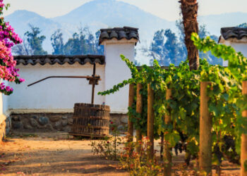 Π.Ε. Φλώρινας «Αιτήσεις αδειών νέων φυτεύσεων αμπέλου με οινοποιήσιμες ποικιλίες για το έτος 2021»