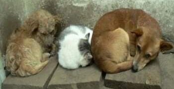 4  Οκτωβρίου 2020,  ημέρα ευαισθητοποίησης για την προστασία όλων των ΖΩΩΝ!  “Παρών” δήλωσε ο Δήμος Εορδαίας – Γράφει η Κούλα Πουλασιχίδου