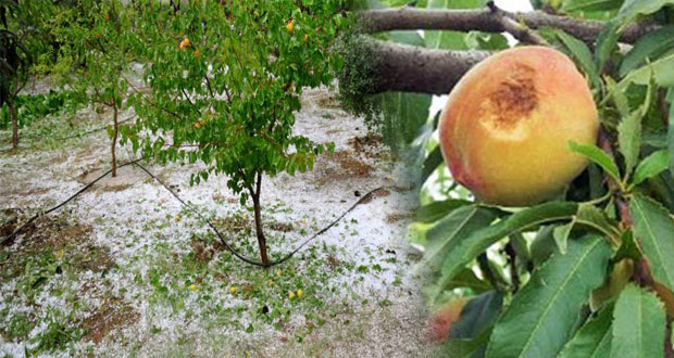 Αγροτικές αποζημιώσεις για τον «Ιανό»- Ζητούν ίση μεταχείριση από τον ΕΛΓΑ οι παραγωγοί του Βελβεντού- Τι προβλέπει η τροπολογία που ψηφίστηκε χθες