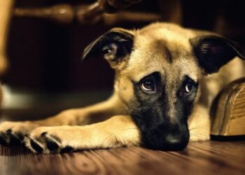 Έρχονται αυστηρότερες ποινές για τον βασανισμό των ζώων