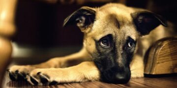 Έρχονται αυστηρότερες ποινές για τον βασανισμό των ζώων