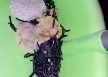 Χιλιάδες μικρά σκουλήκια τις βραδινές ώρες σε περιοχές της Λευκόβρυσης Κοζάνης – Δείτε το βίντεο!