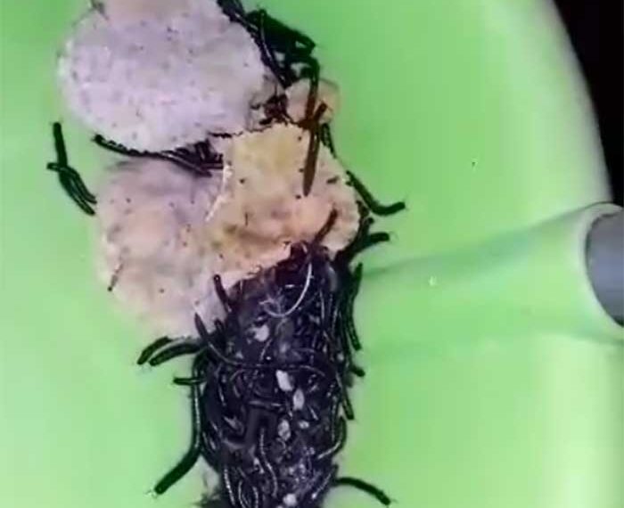 Χιλιάδες μικρά σκουλήκια τις βραδινές ώρες σε περιοχές της Λευκόβρυσης Κοζάνης – Δείτε το βίντεο!