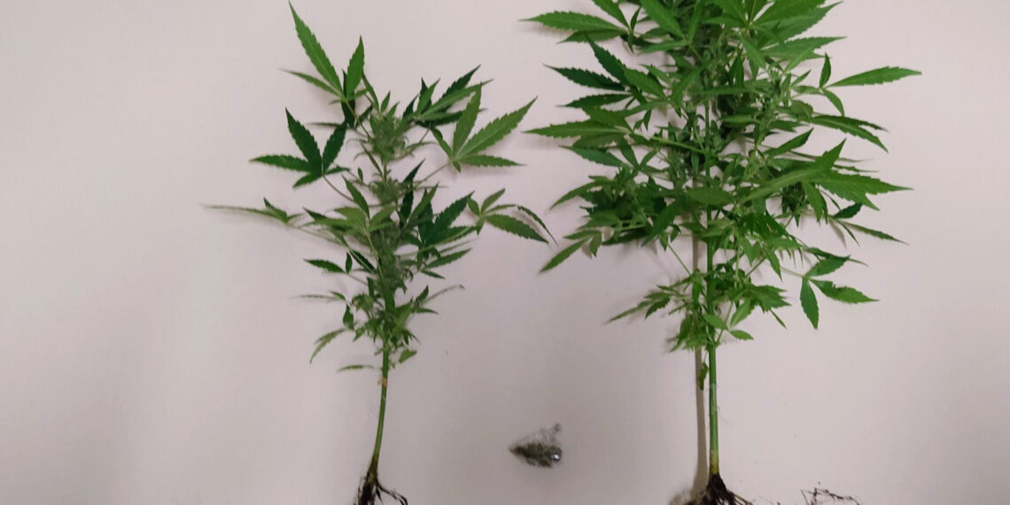 Συνελήφθη 60χρονος στην Πτολεμαΐδα για καλλιέργεια 2 δενδρυλλίων κάνναβης και κατοχή μικροποσότητας ακατέργαστης κάνναβης