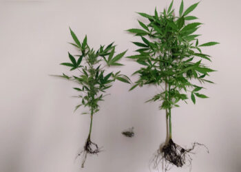 Συνελήφθη 60χρονος στην Πτολεμαΐδα για καλλιέργεια 2 δενδρυλλίων κάνναβης και κατοχή μικροποσότητας ακατέργαστης κάνναβης