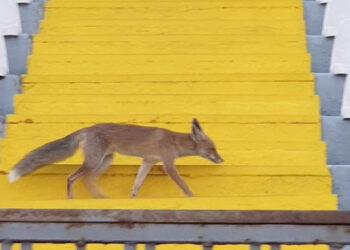 Αλεπού στα επίσημα του σταδίου Μυτιλήνης (PICS)
