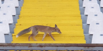 Αλεπού στα επίσημα του σταδίου Μυτιλήνης (PICS)