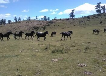 ΥπΑΑΤ Μάκης Βορίδης: Θεσπίζεται διαβατήριο για τα ιπποειδή με στόχο την περαιτέρω θωράκιση των δικαιωμάτων τους