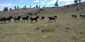 ΥπΑΑΤ Μάκης Βορίδης: Θεσπίζεται διαβατήριο για τα ιπποειδή με στόχο την περαιτέρω θωράκιση των δικαιωμάτων τους