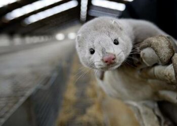 Αποτελέσματα Εκλογών Πανελληνίου Συνδέσμου Εκτροφέων Γουνοφόρων Ζώων