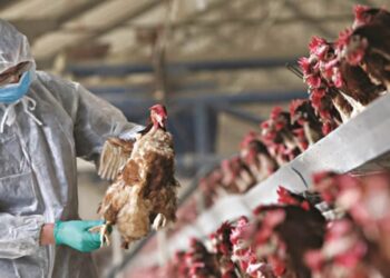 Π.Ε. Καστοριάς: Εστίες γρίπης των πτηνών στην Ε. Ε.- Τήρηση όλων των μέτρων στην Ελλάδα